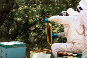 Honey bee beekeeping. Riza's beekeeper tending to the bees. Traditional craftsmanship. 